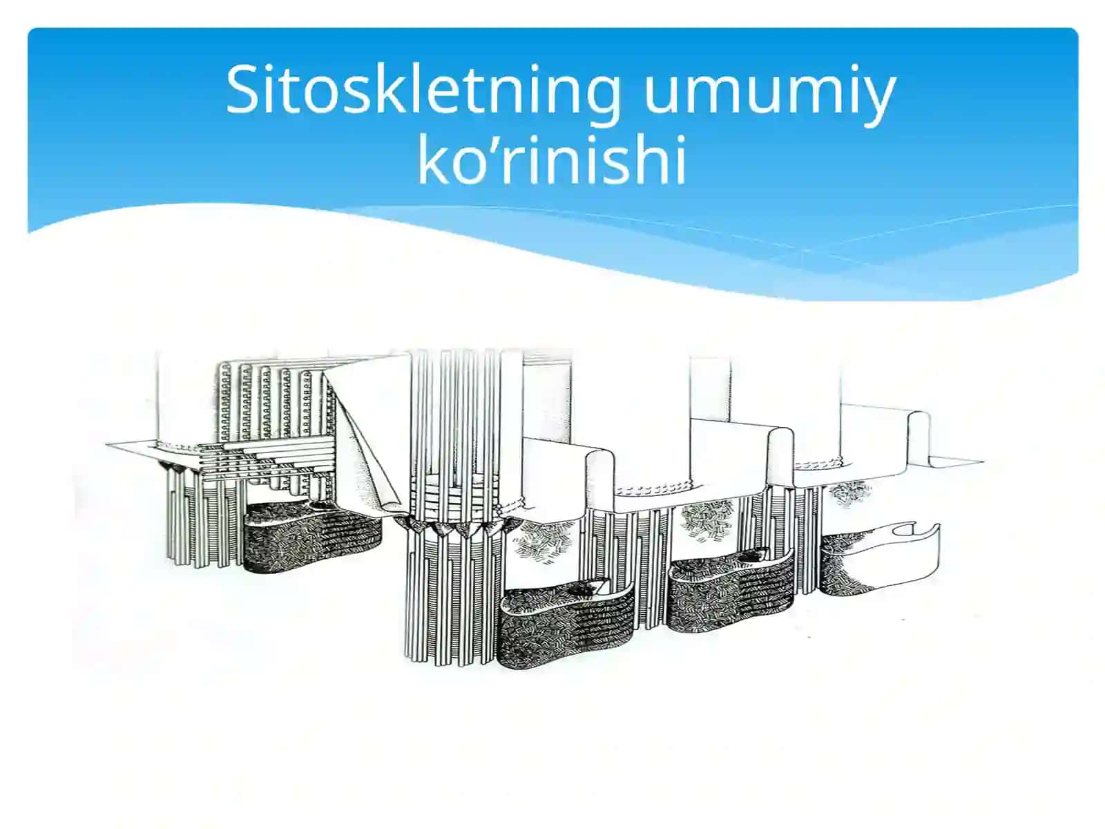 Hujayra sitoskletining strukturaviy va funksional tashkil etilishi 3