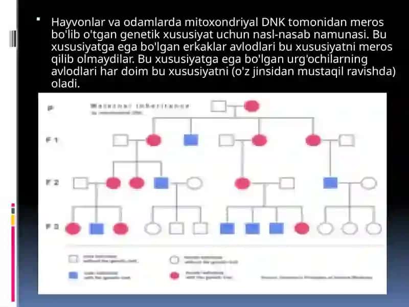 Mitoxondriyal kasalliklar 3