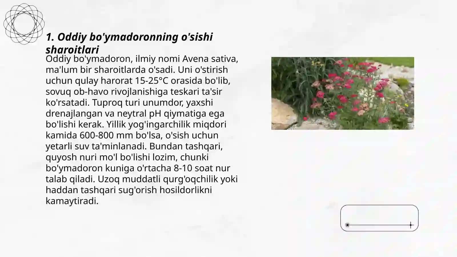 Oddiy bo'ymadoron, Achillea millennium 3