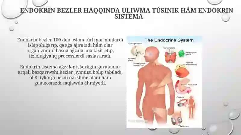 Endokrin bezler 3