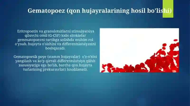 Qon hujayralari va shaklli elementlari 3