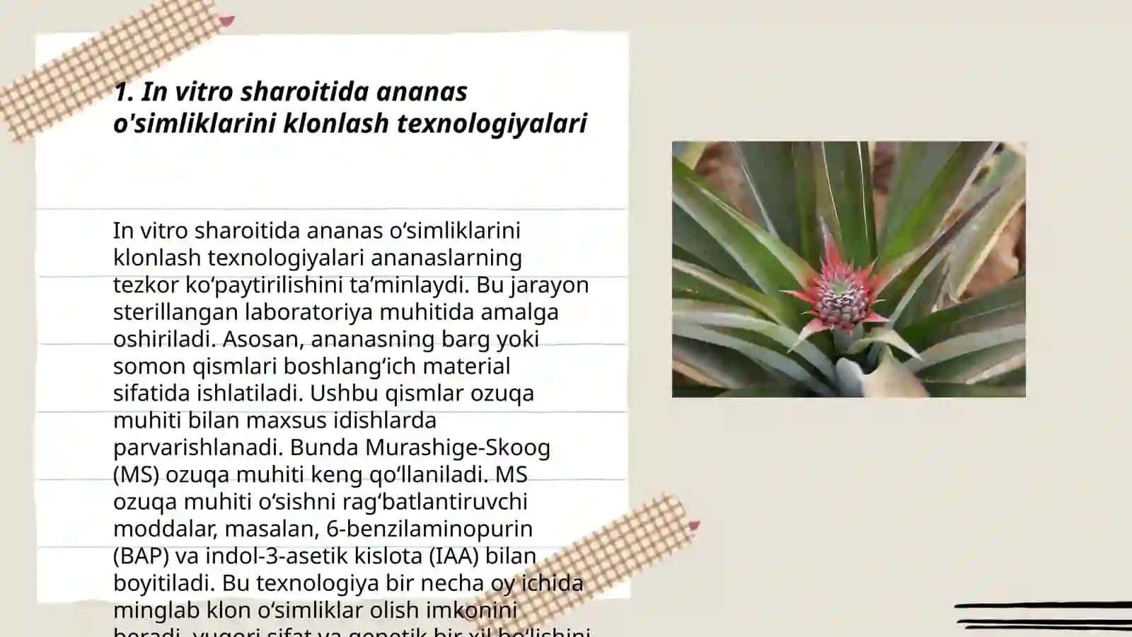 Ananas Comosusni Klonlash Teknologiyasi 3