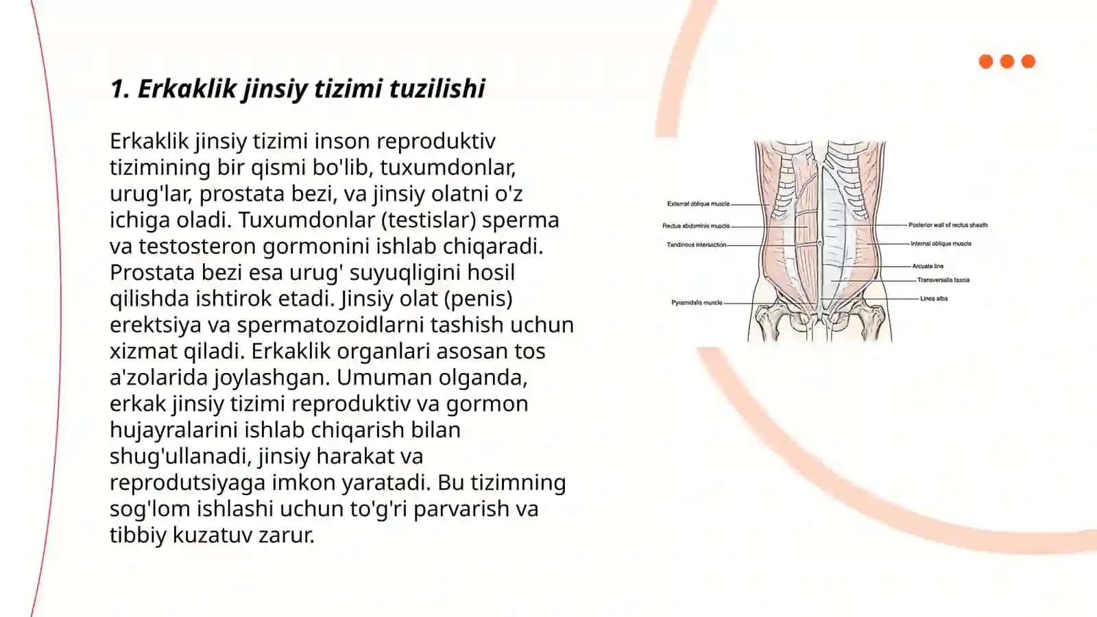 Erkaklik tashqi va ichki jinsiy a'zolari 3