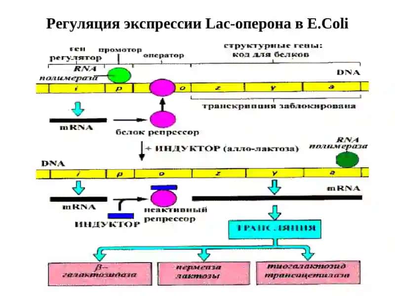Мутациии канцерогенез 3