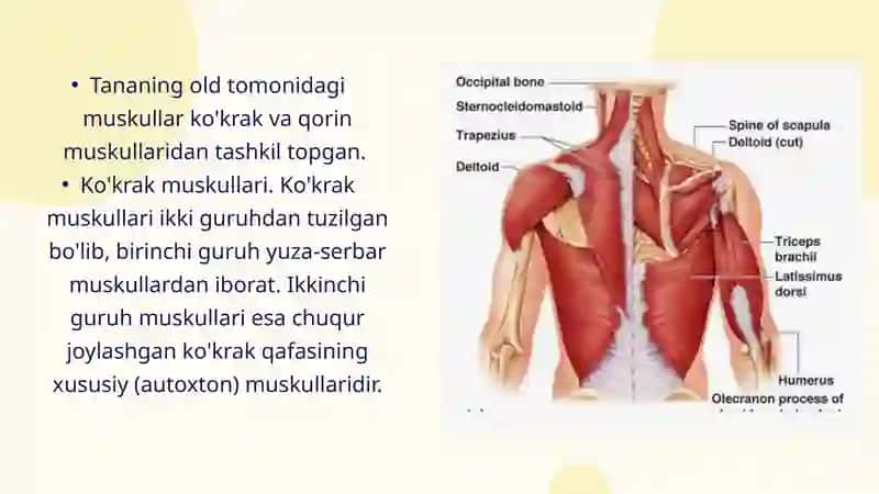 Gavda mushaklari. Ko‘krak mushaklari 3