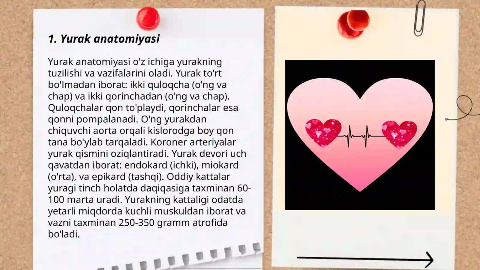 Yurak anatomiyasi 3