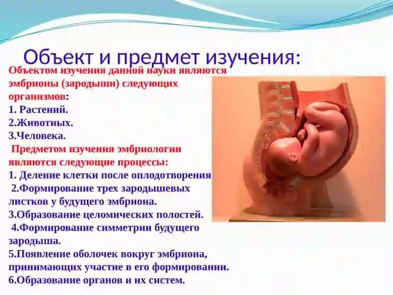 Эмбриология 3