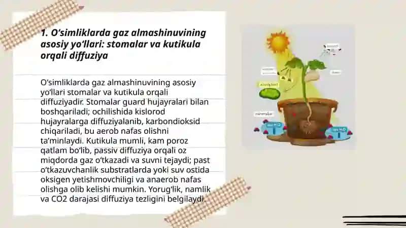 Oʻsimliklarda nafas olish yoʻllari 3