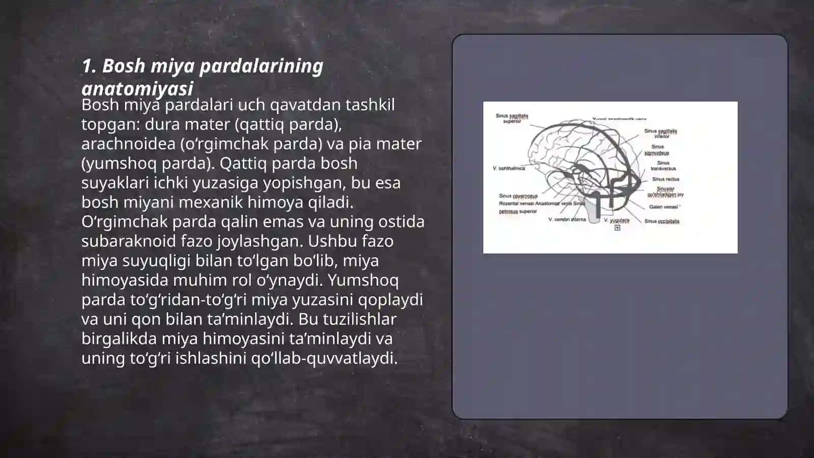 Bosh miya pardalarining anatomiyasi 3
