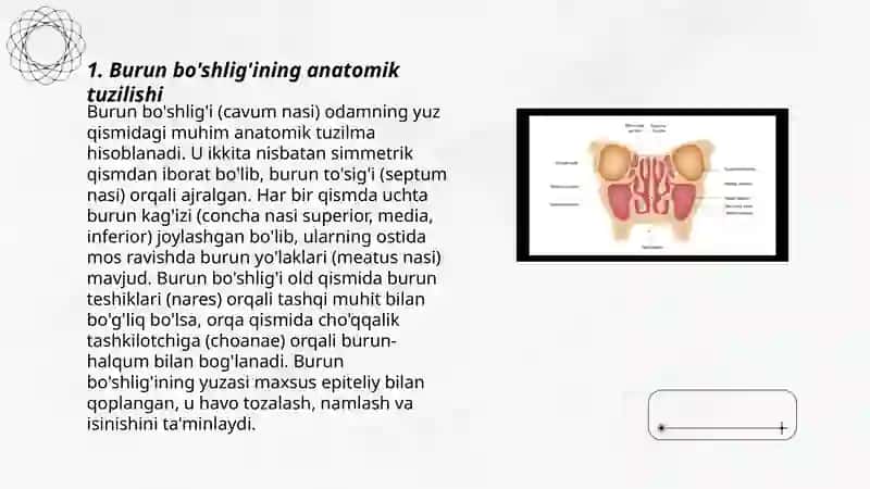 Burun bo’shlig’i va hiqildoq anatomiyasi 3