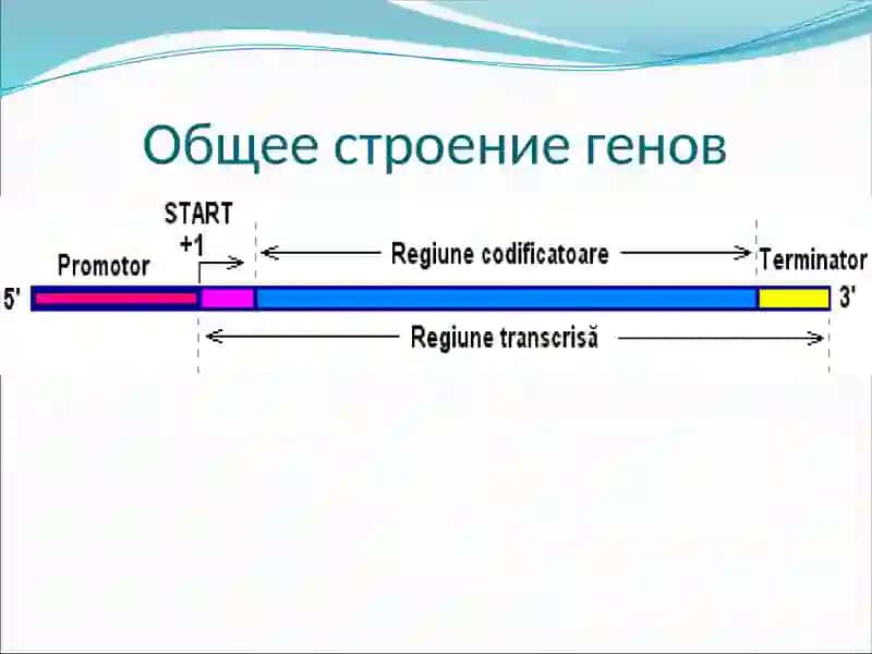 Структура и функции гена 3