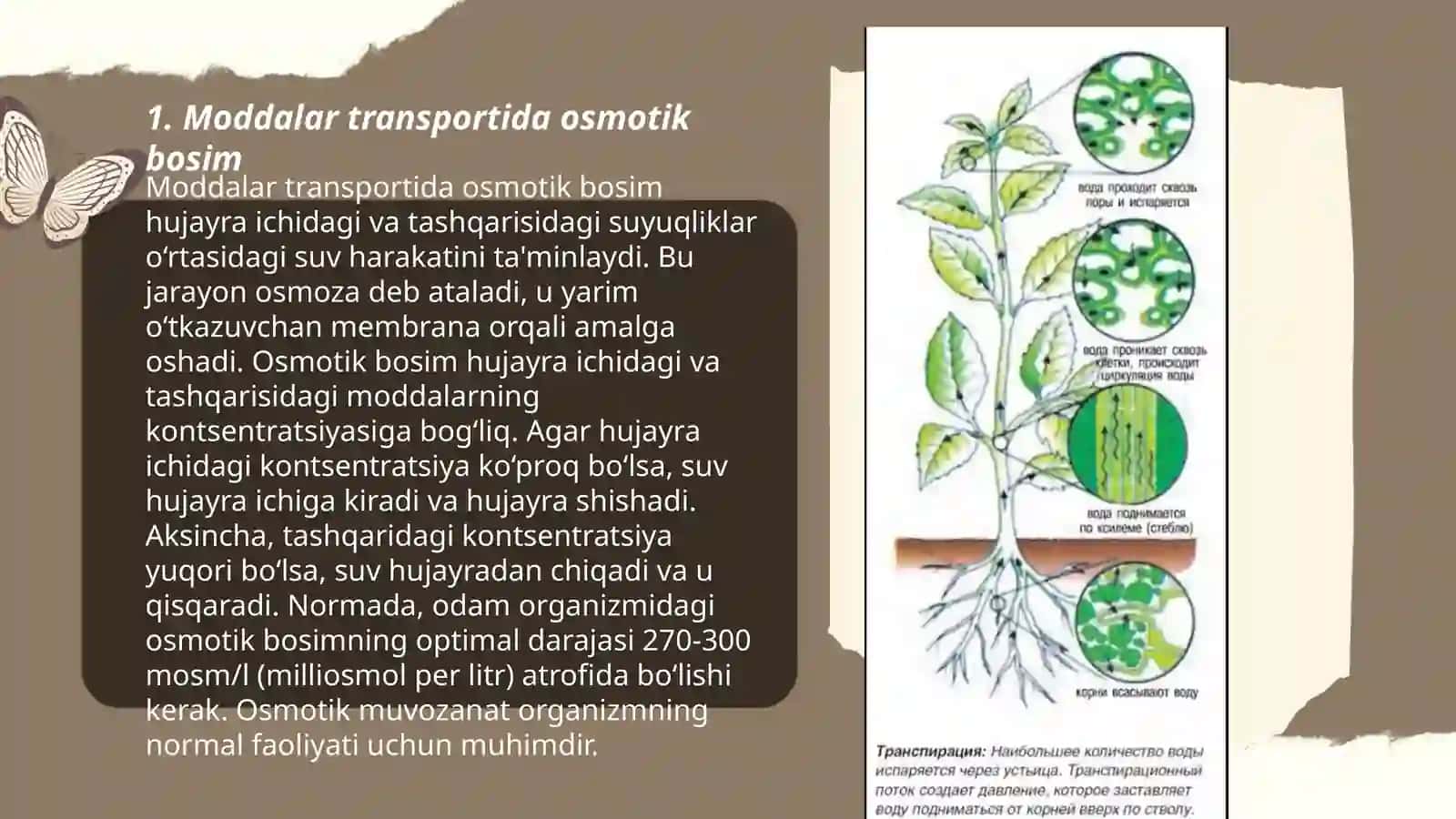 O'simliklarda moddalar transporti 3