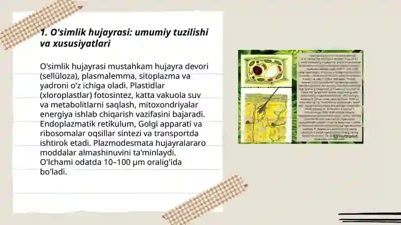 O'simlik hujayrasi haqida 3
