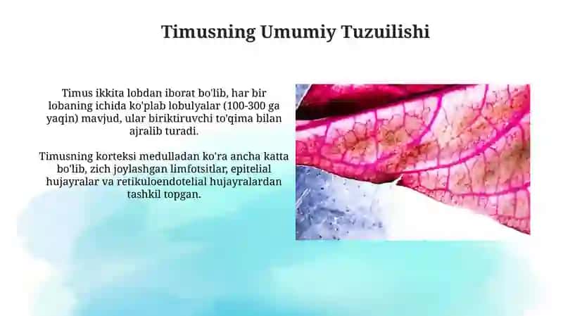 Gistalogiya Timus haqida 3