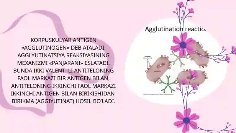 Serologik reaksiyalar.Agglutinatsiya 3