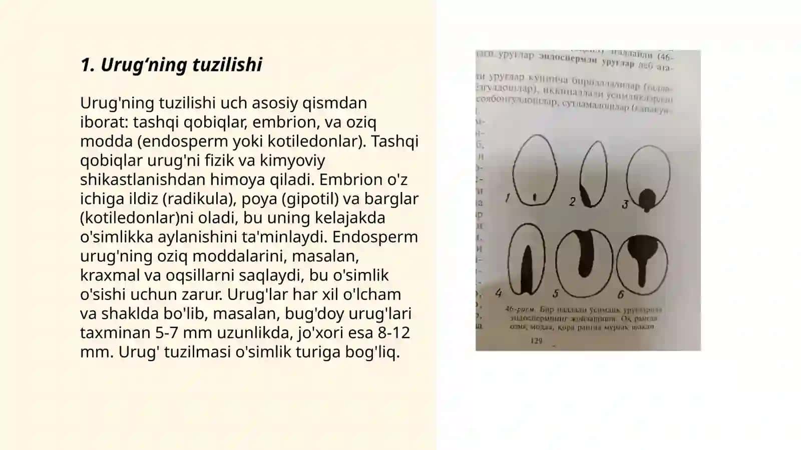 Urugʻ va meva urugʻning rivojlanishi 3