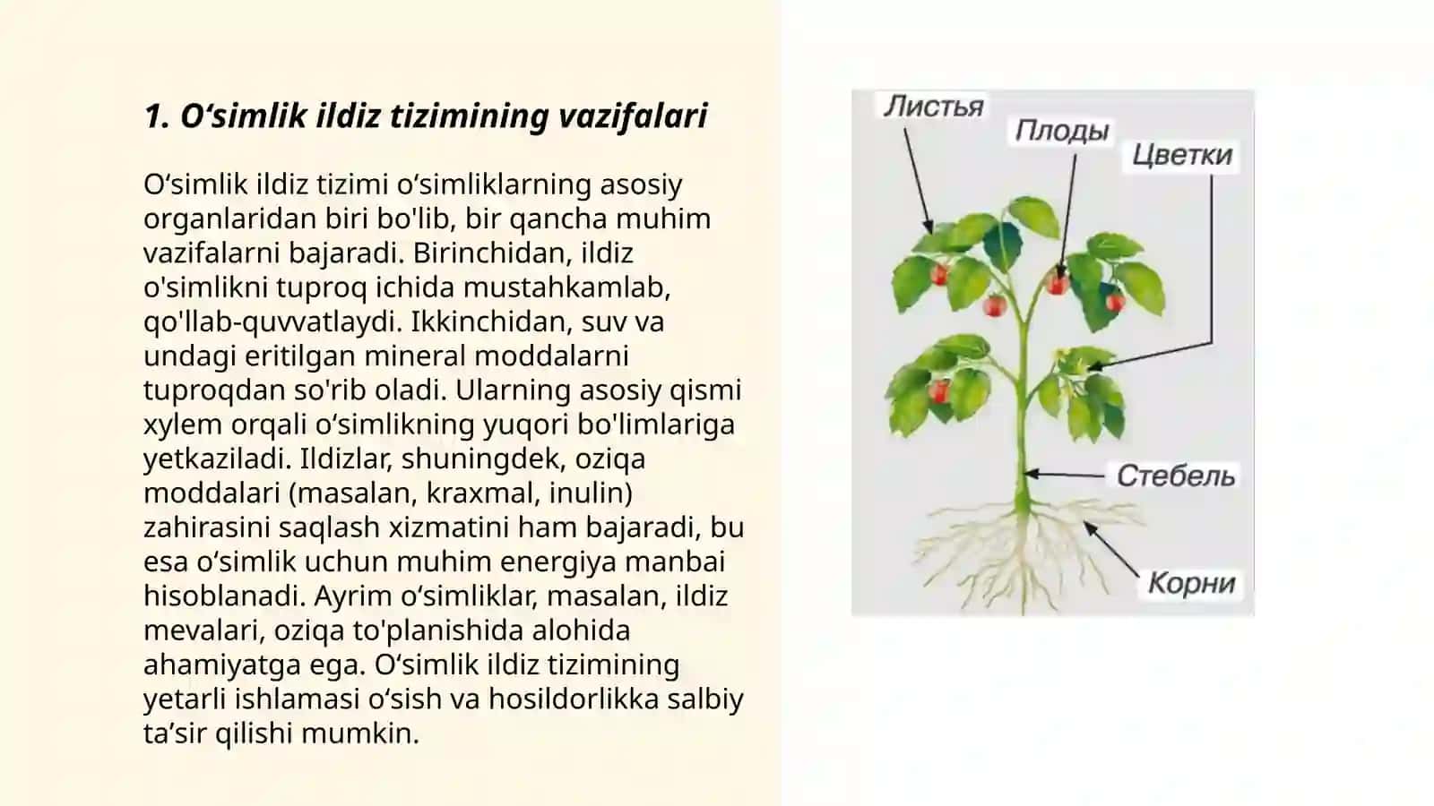 Oʻsimliklar morfologiyasining vazifalari 3