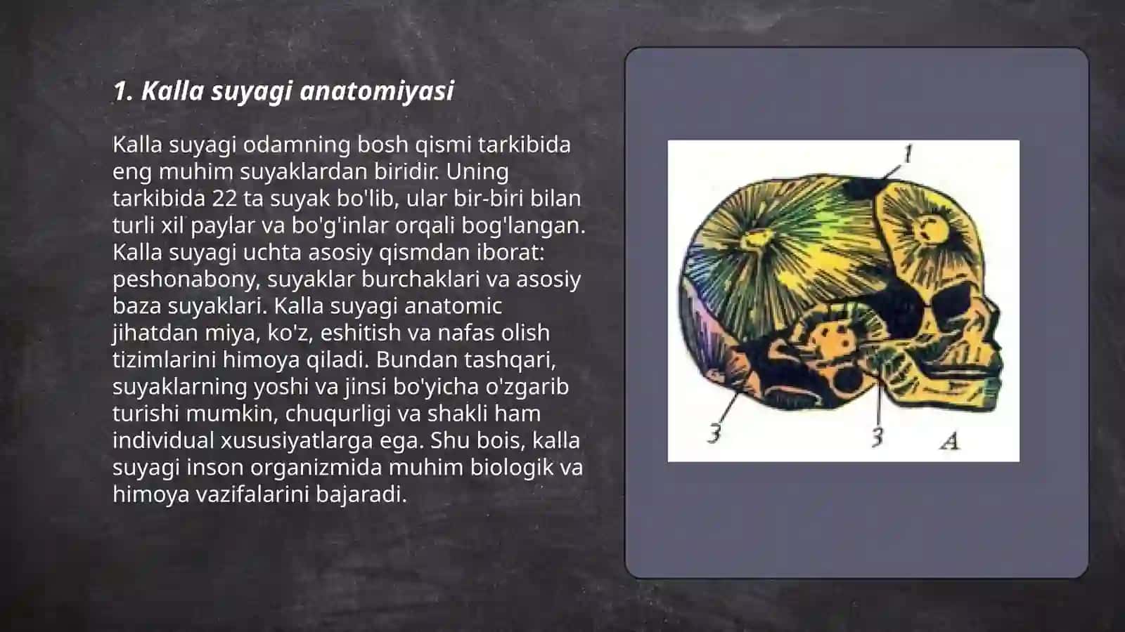 Kalla suyagi anatomiyasi 3