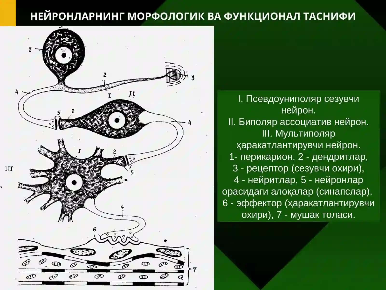 Нерв тўқимаси 3