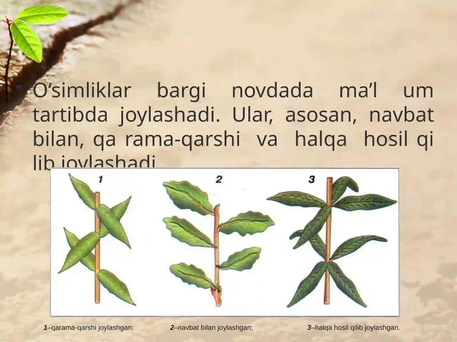 6-sinf Botanika Novdada barglarning joylashishi 3