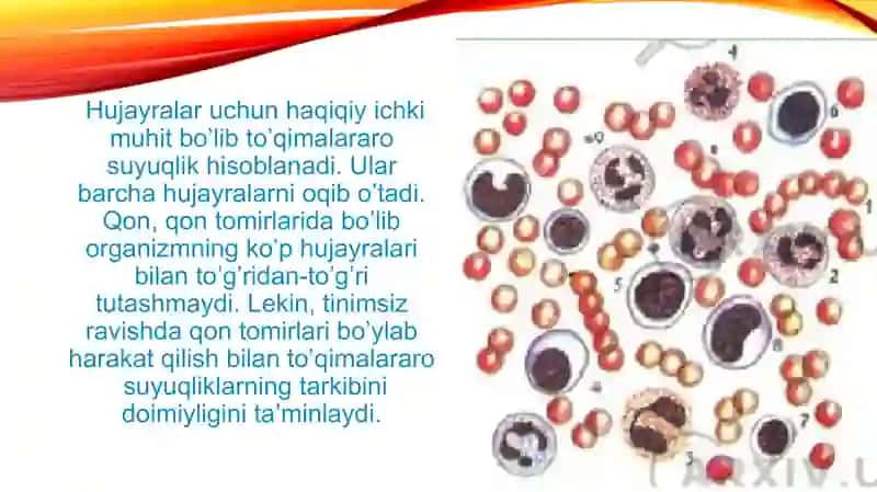 Qon aylanish tizimining yosh xususiyatlari va gigiyenasi 3