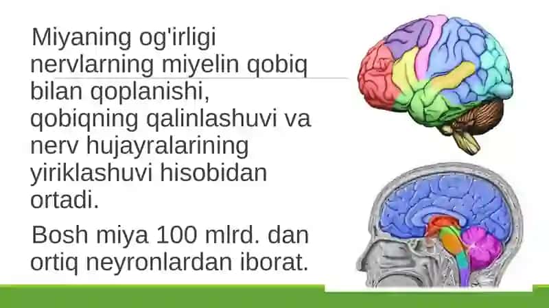 Boshmiyaning tuzilishi va funksiyasi 3