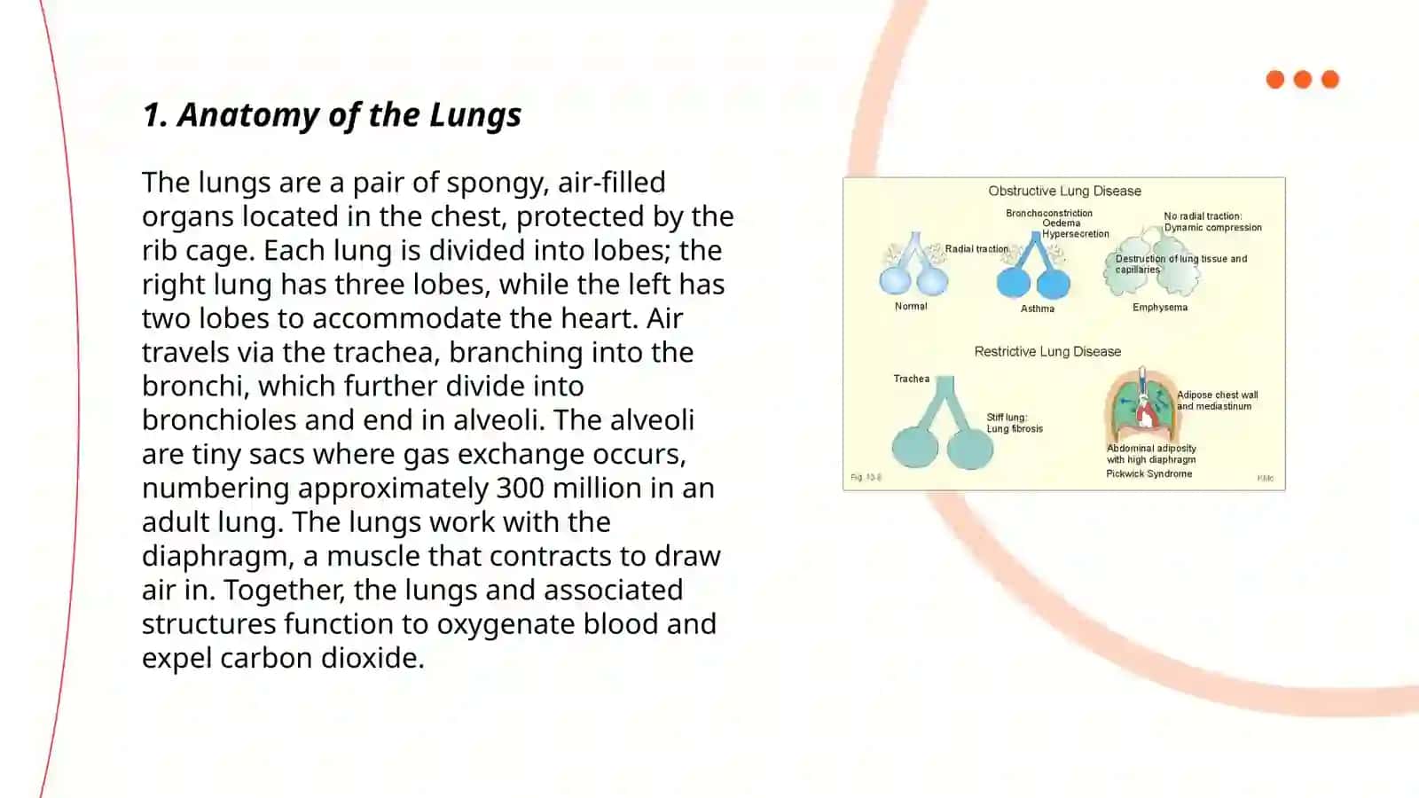 Lungs and a pulmonary system 3