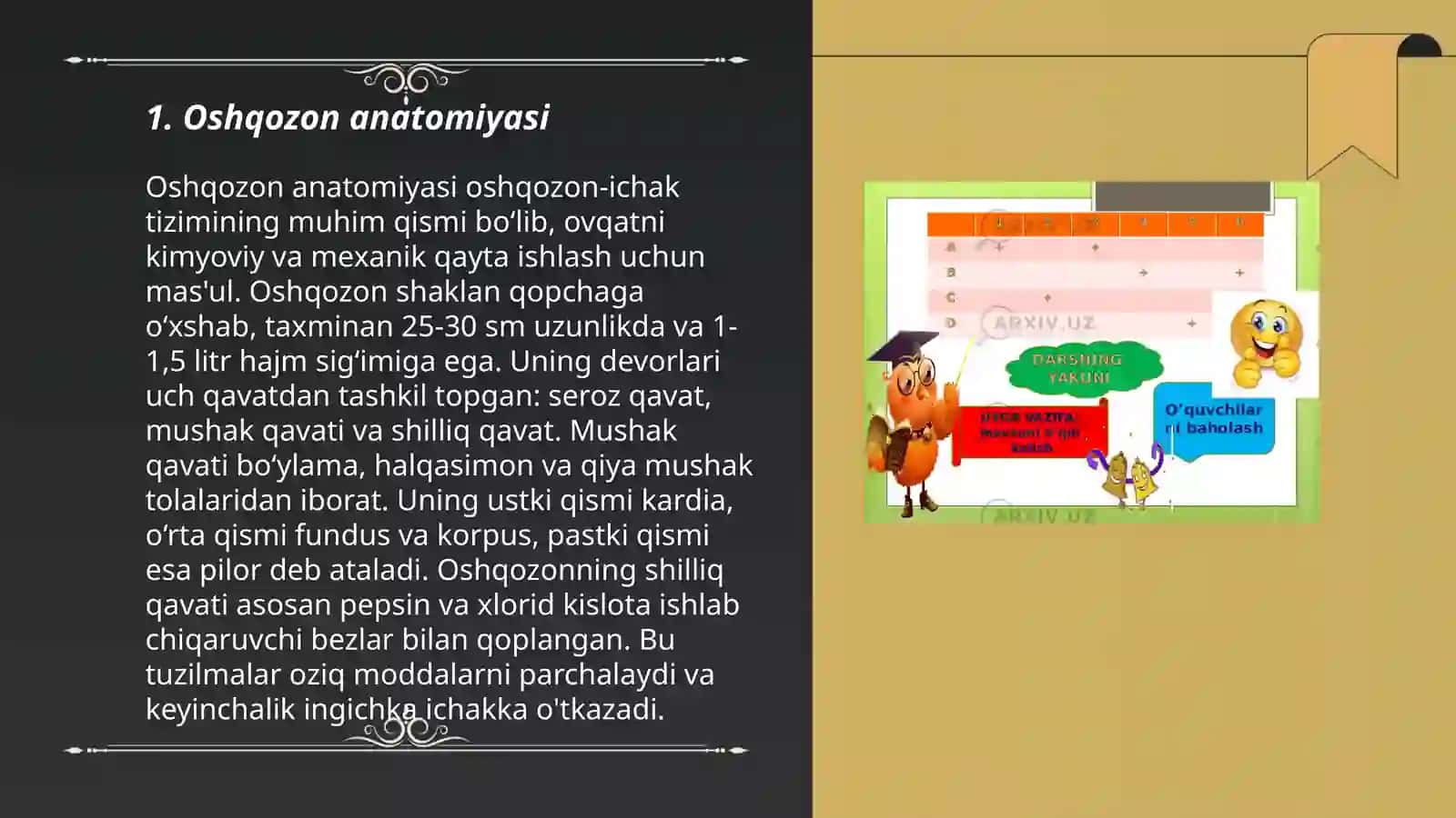 Oshqozon anatomiyasi 3