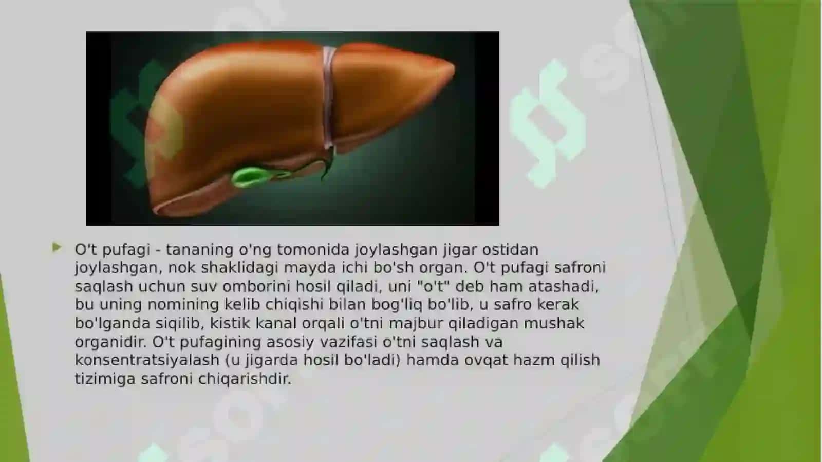 O’tning hazm jarayonida ishtiroki 3