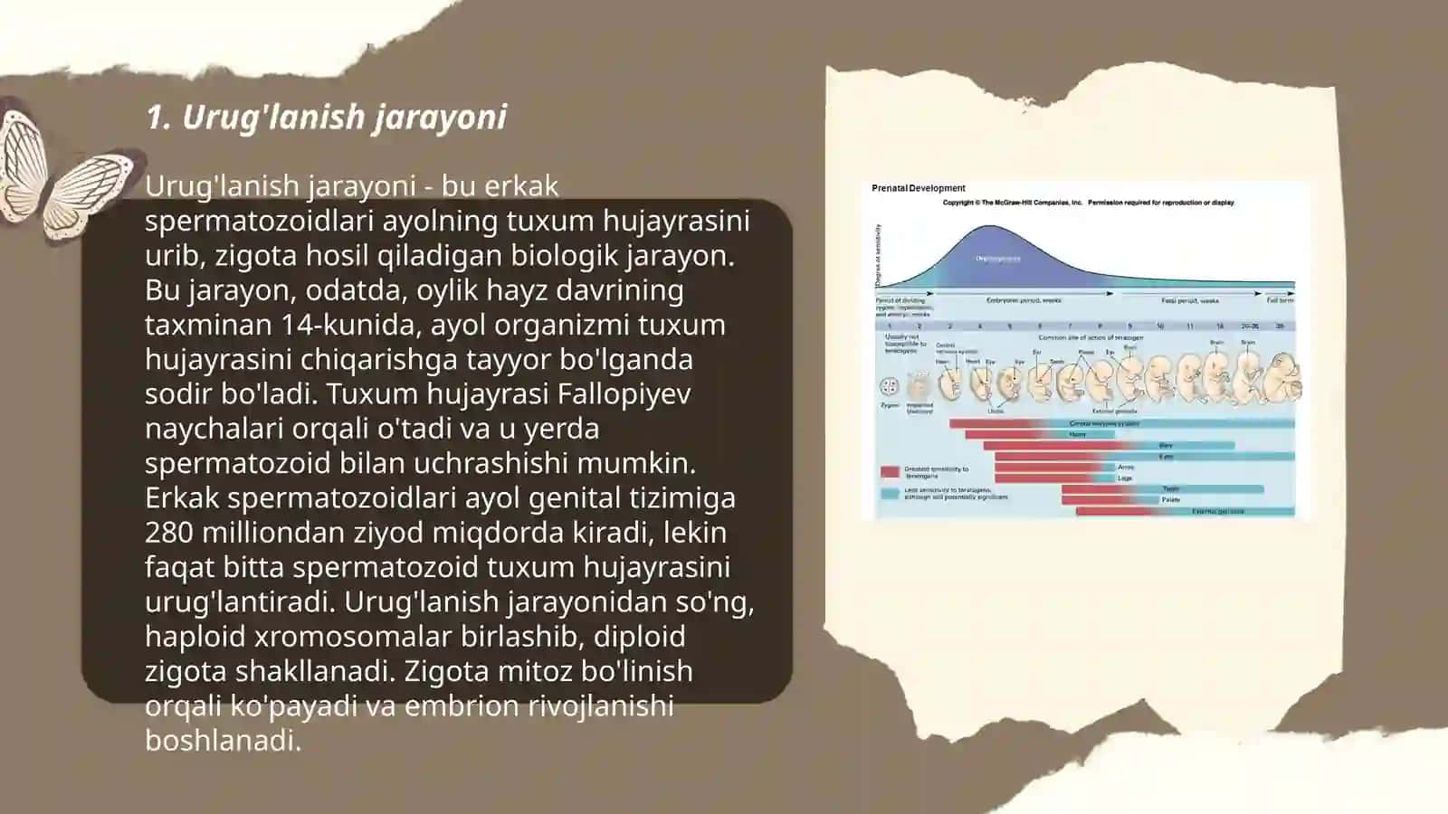 Odam embriogenezining qaltis davrlari 3