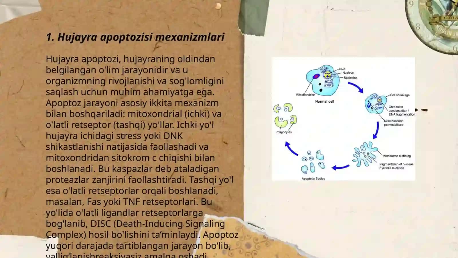 Hujayra apoptozi 3