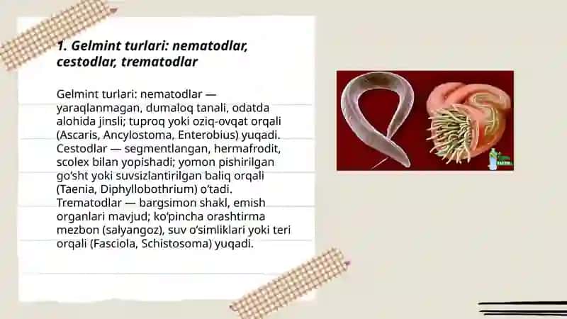 Gelmintlar odam parazitlari 3
