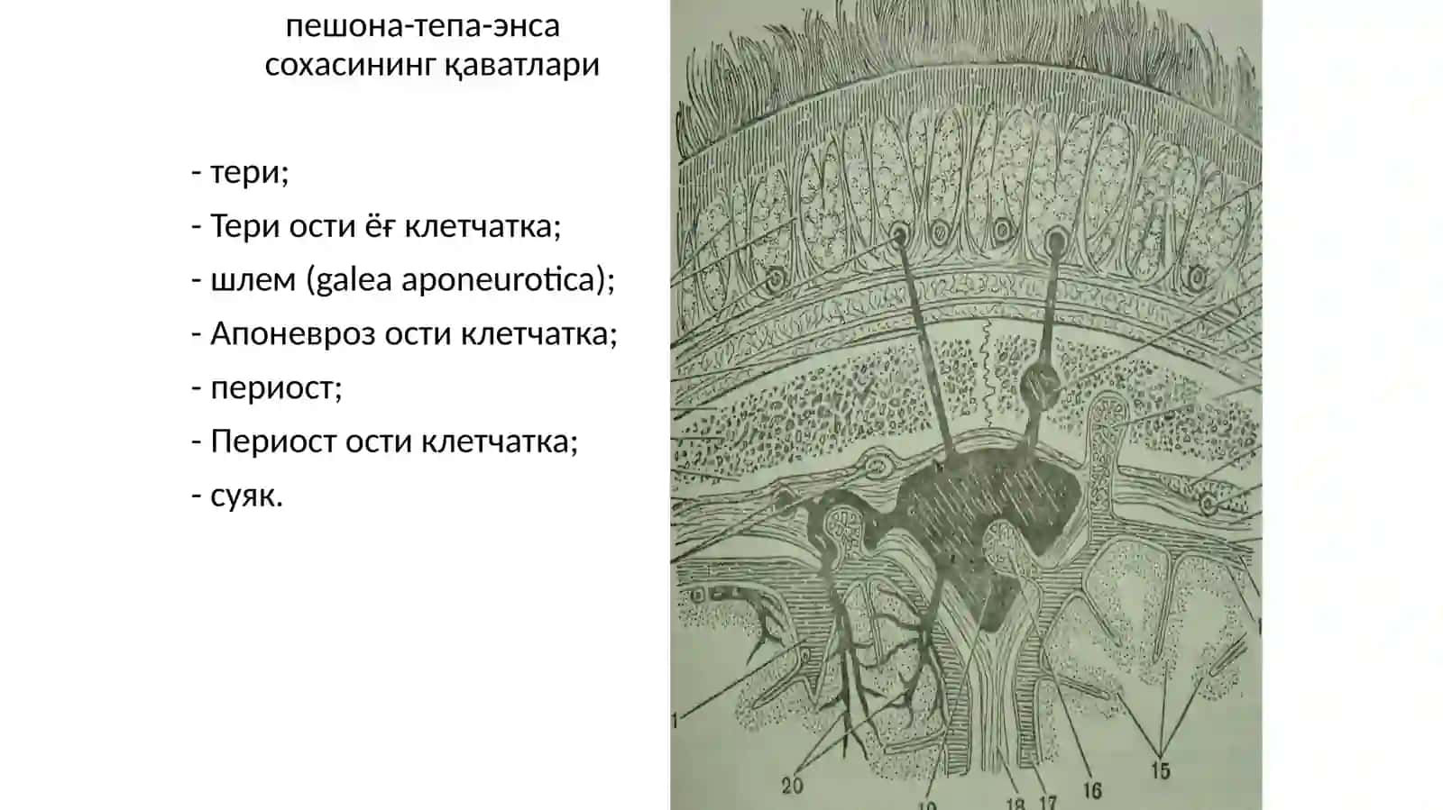 Бош сохаси клиник анатомияси 3