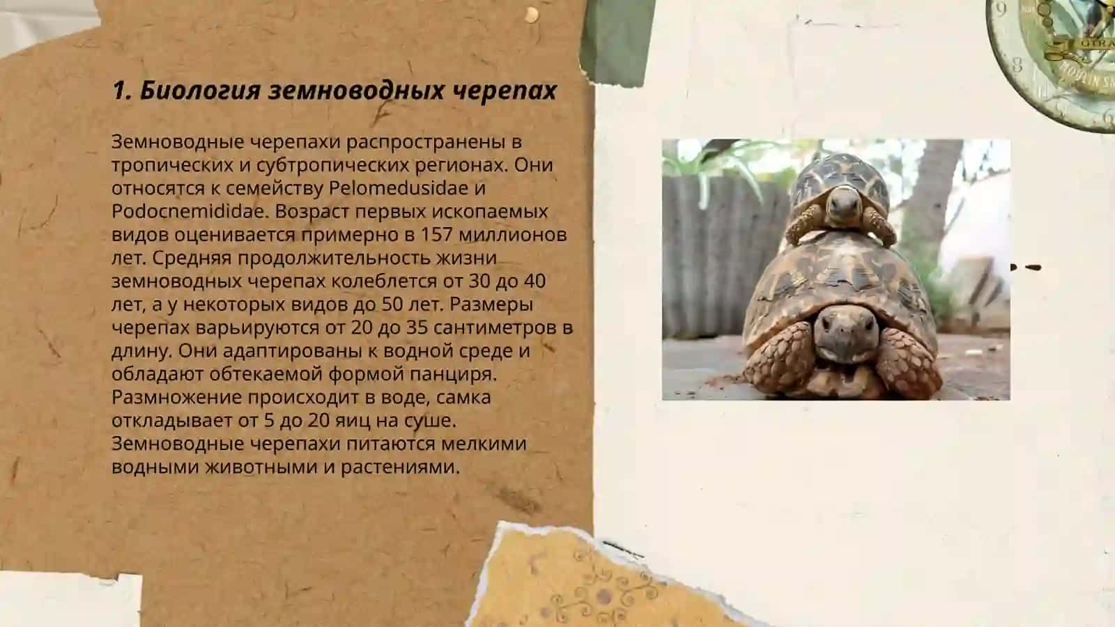 Земноводное черепаха 3