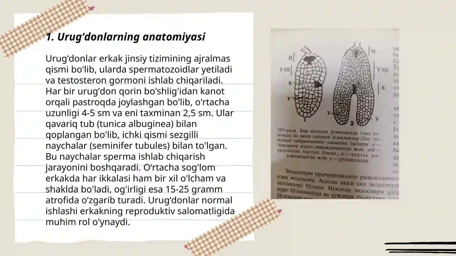 Urugʻkurtakining tuzilishi 3