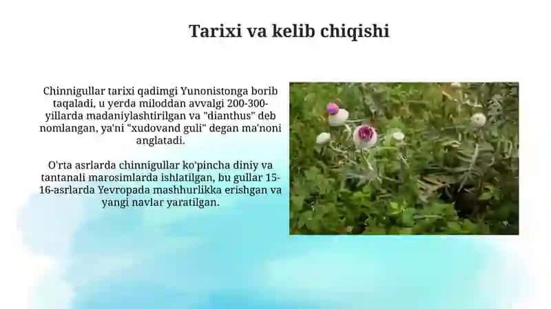 Chinnigullar: Botanika, Kimyo va Xalq Tabobati 3