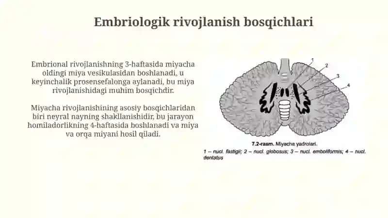 Miyachaning rivojlanish anatomiyasi 3
