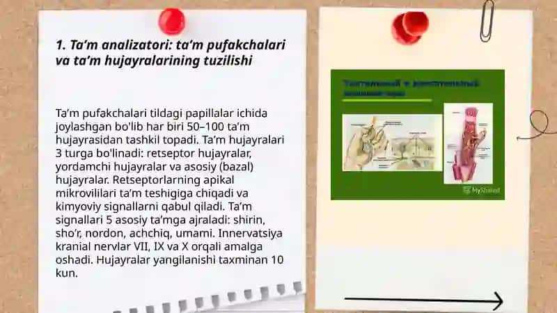 Taʼm bilish va hid bilish analizatorlari 3