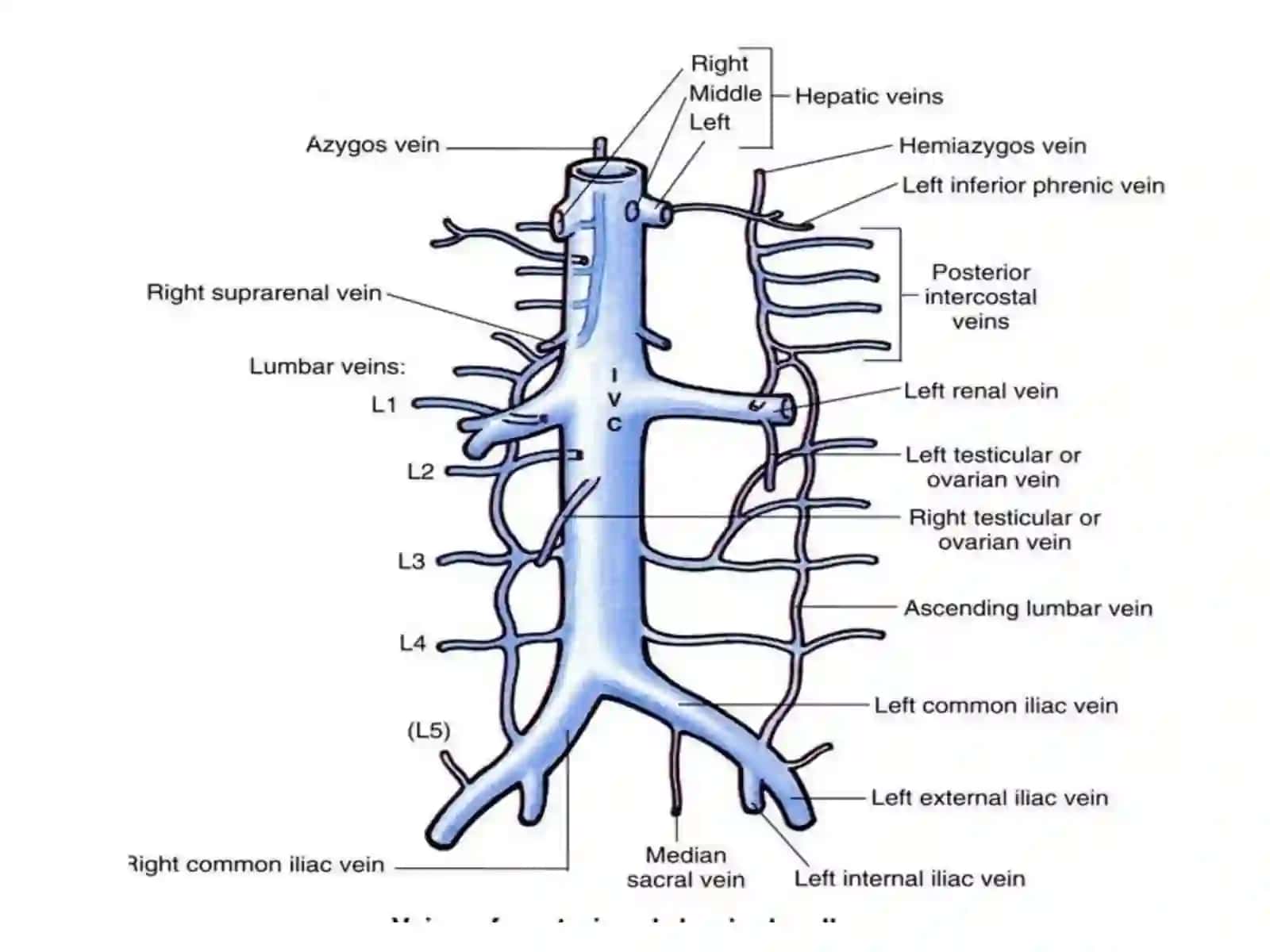 Vena cava inferior etPortaehepatis 3