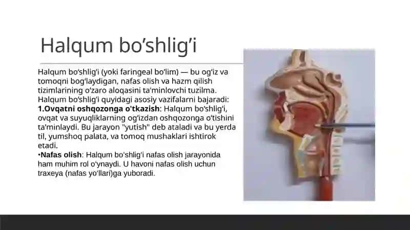 hazm qilish sistemasi 3