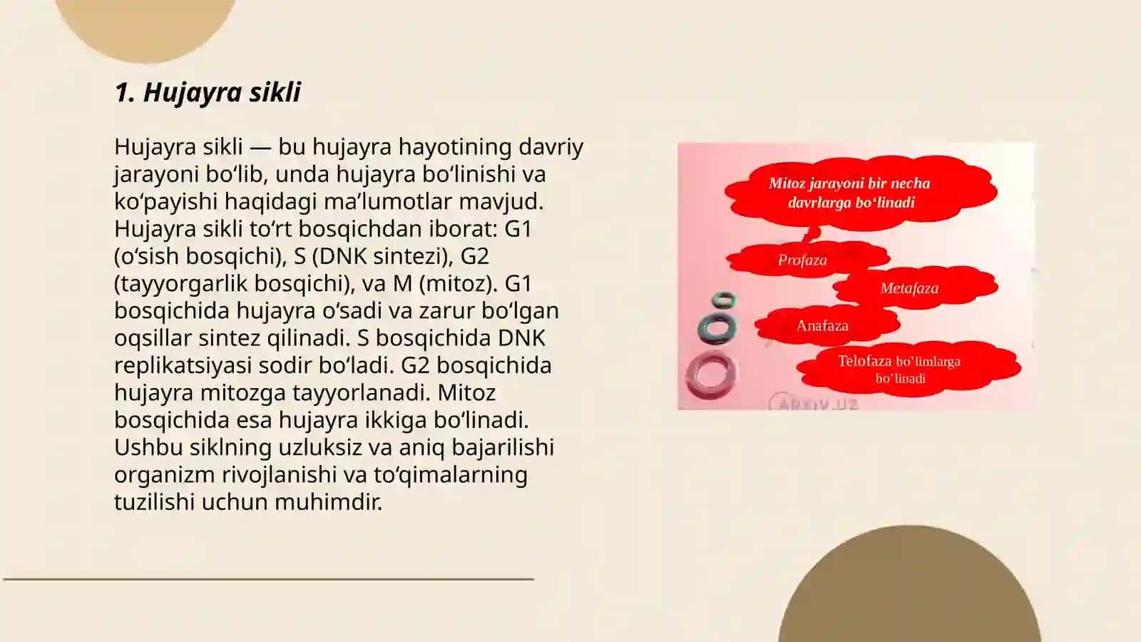 Hujayra proliferatsiyasi - mitoz va meyoz 3