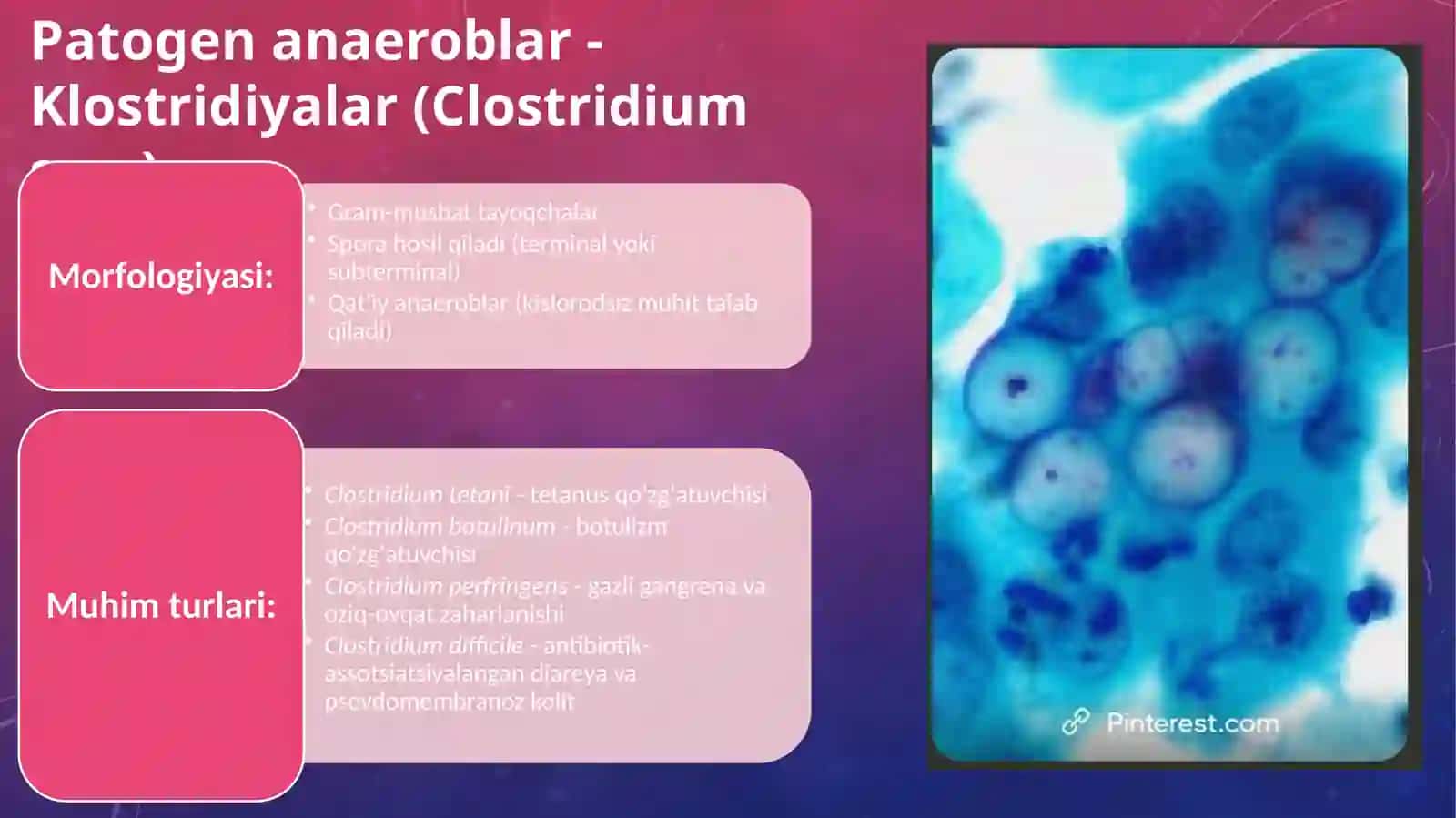 Patogen Anaeroblar, Xlamidiyalar va Mikroplazmalar 3