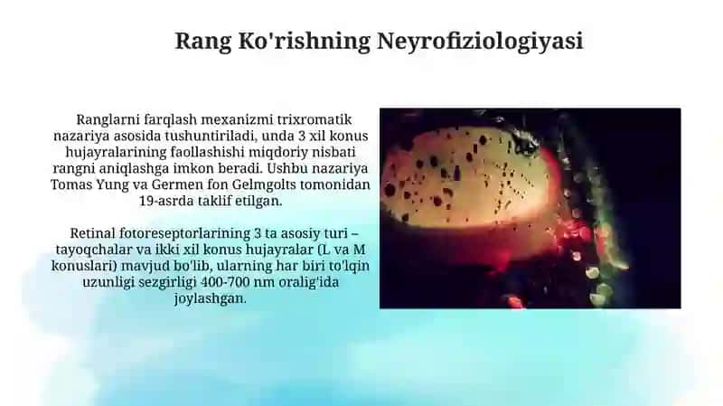 Rang Ko'rishning Neyrofiziologiyasi 3