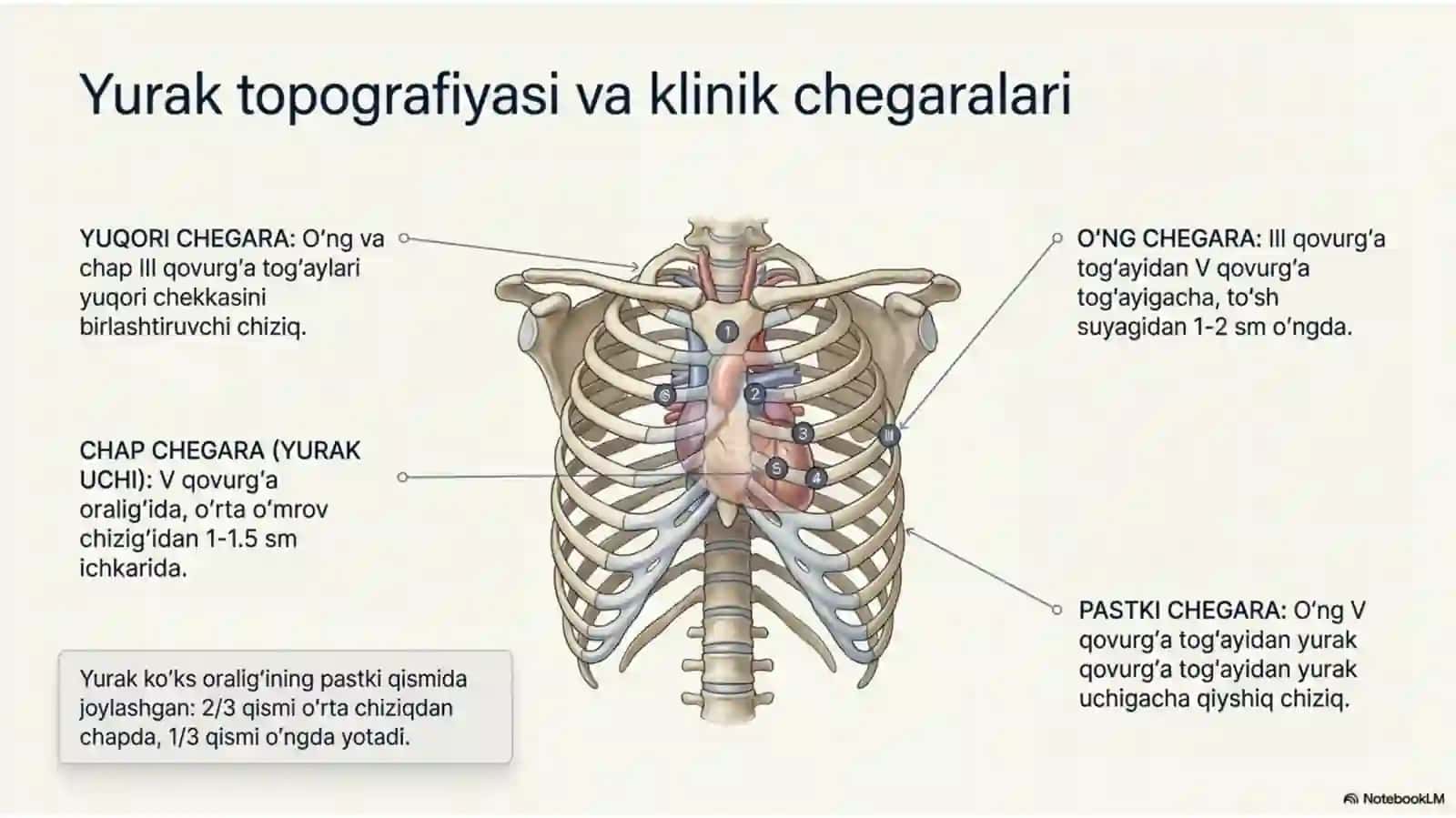 Yurakning vazifaviy anatomiyasi 3