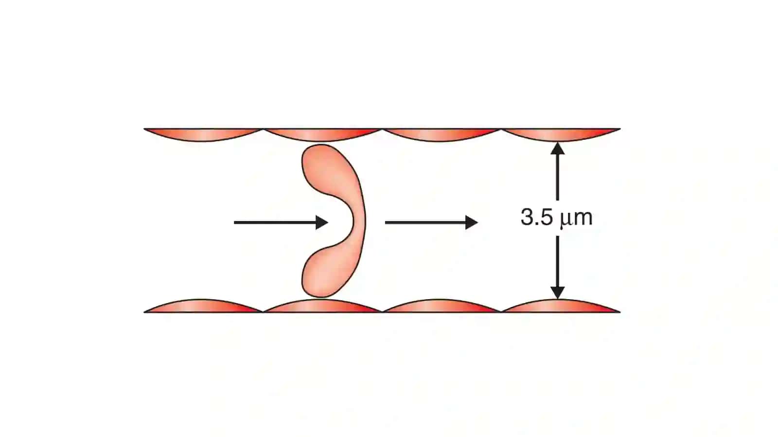 Eritrotsitlar 3