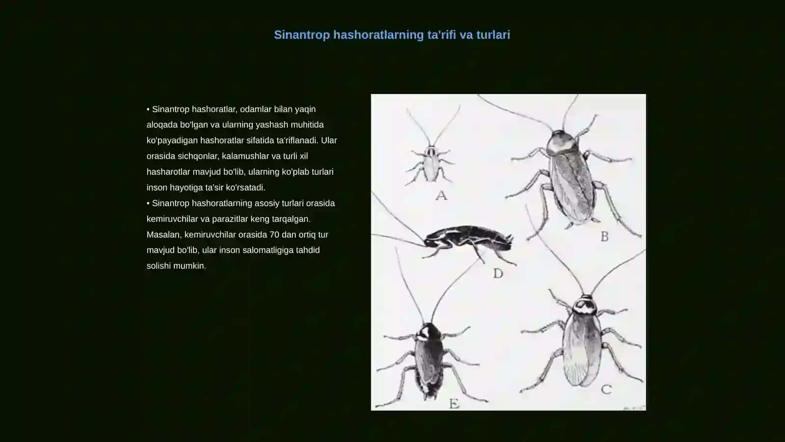 Sinantrop hashoratlarning epidemiologik ahamiyati 3
