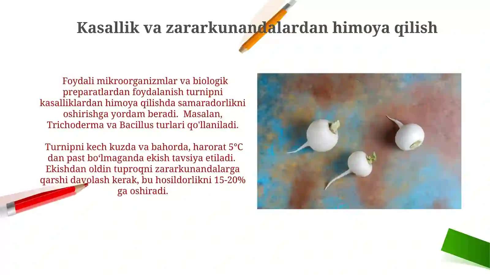 Turnip o'simligi 3
