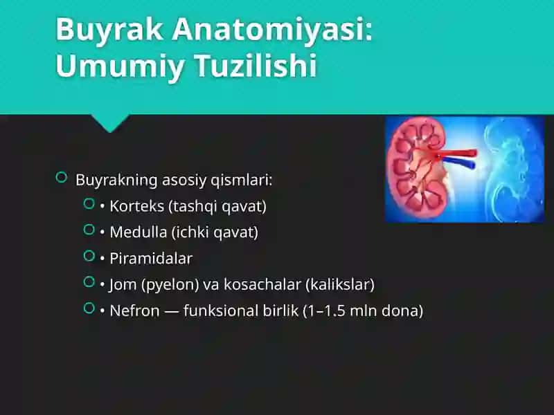 Buyrak Anatomiyasi va Fiziologiyasi 3