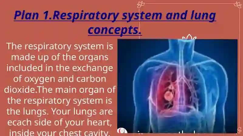 Lungs and a Pulmonary System 3