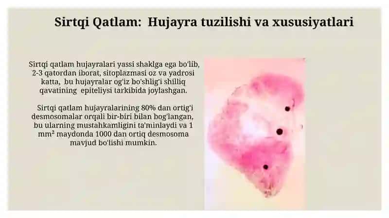 Yassi epitiliyning tuzilishi 3